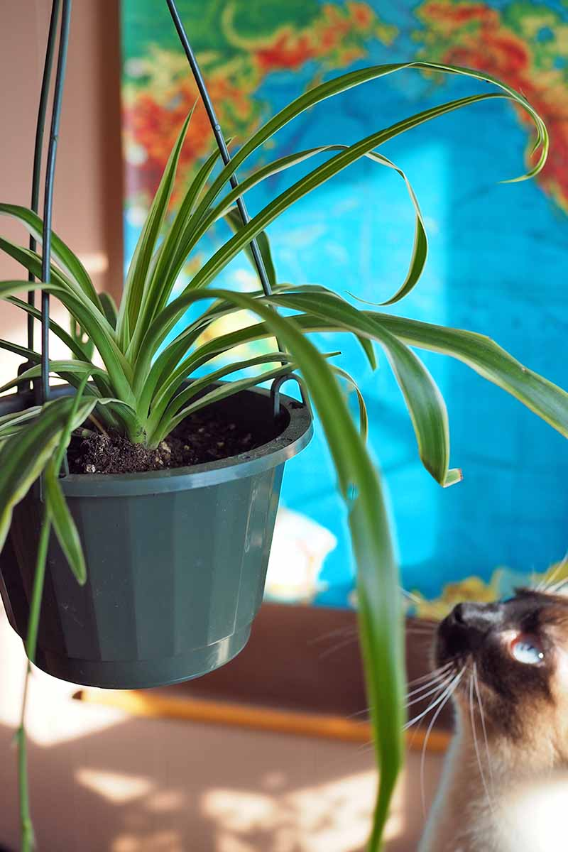 cat sniffing spider plant indoor