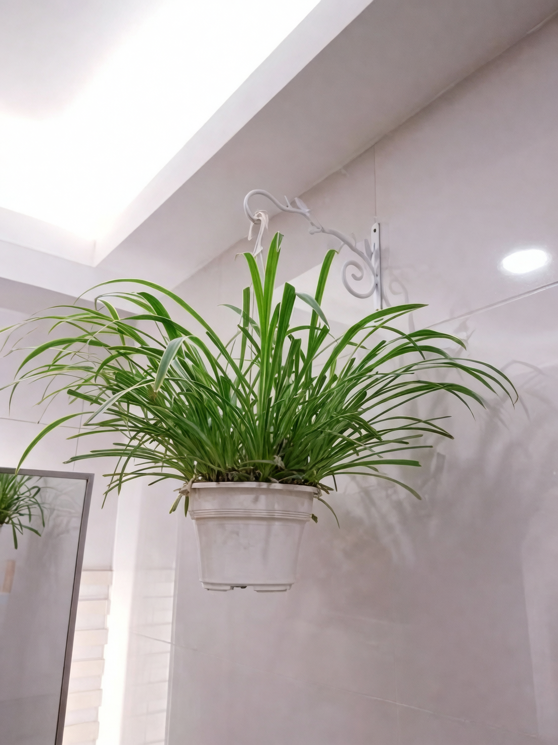 spider plant hanging high shelf cat