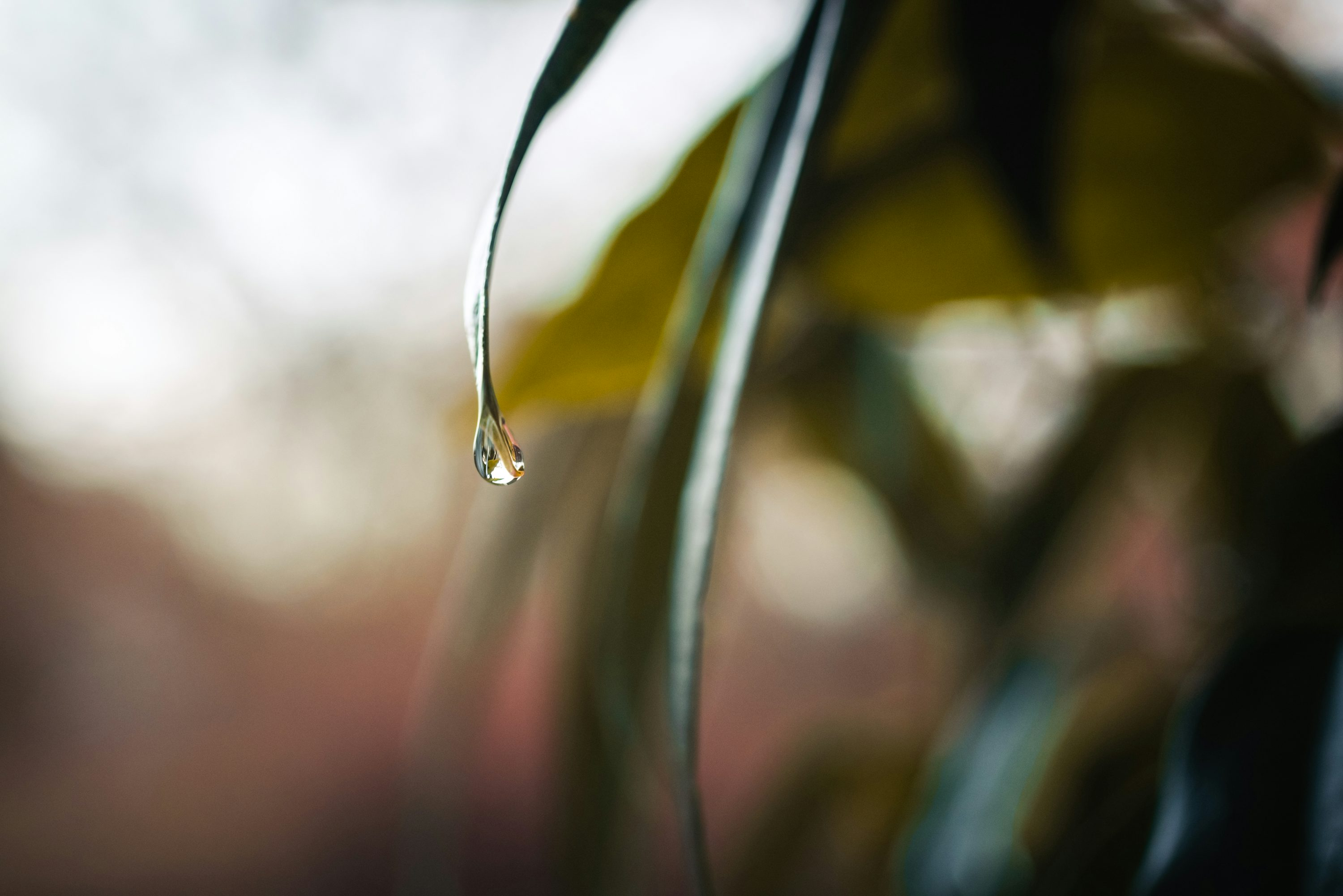 spider plant leaves rinsing sink