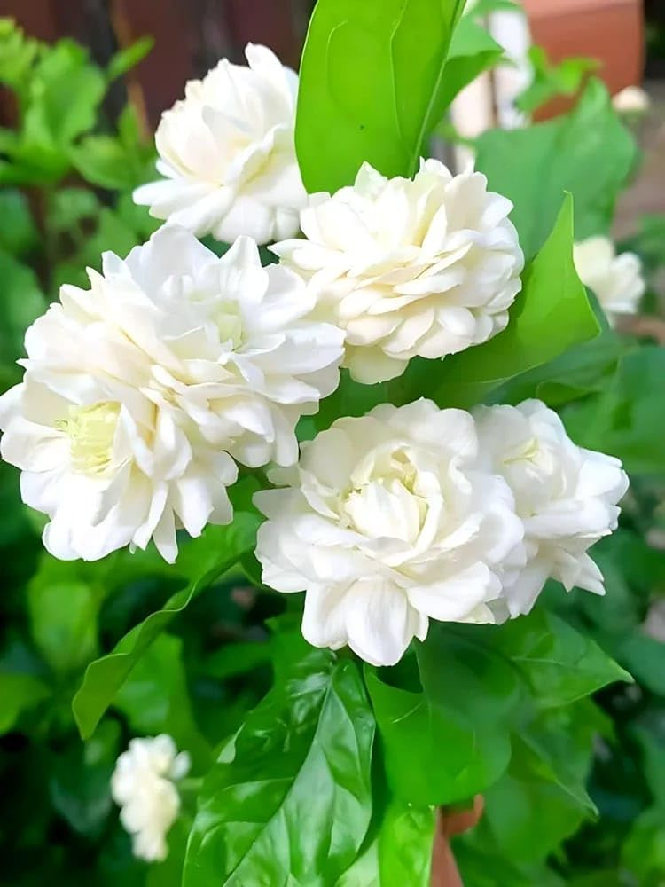 Sticky Leaves? Silent Nights? Fixing Arabian Jasmine’s 7 Most Annoying Problems