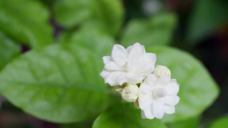 Arabian jasmine sticky leaves aphids close-up