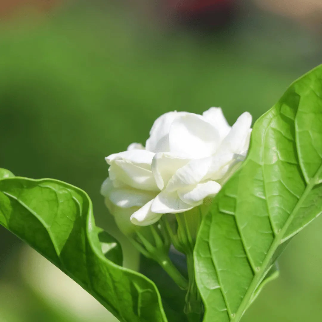 Arabian jasmine insecticidal soap spraying