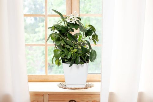 Arabian jasmine trellis indoor window