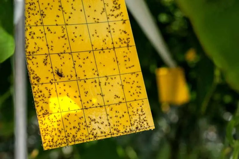 Arabian jasmine yellow sticky cards