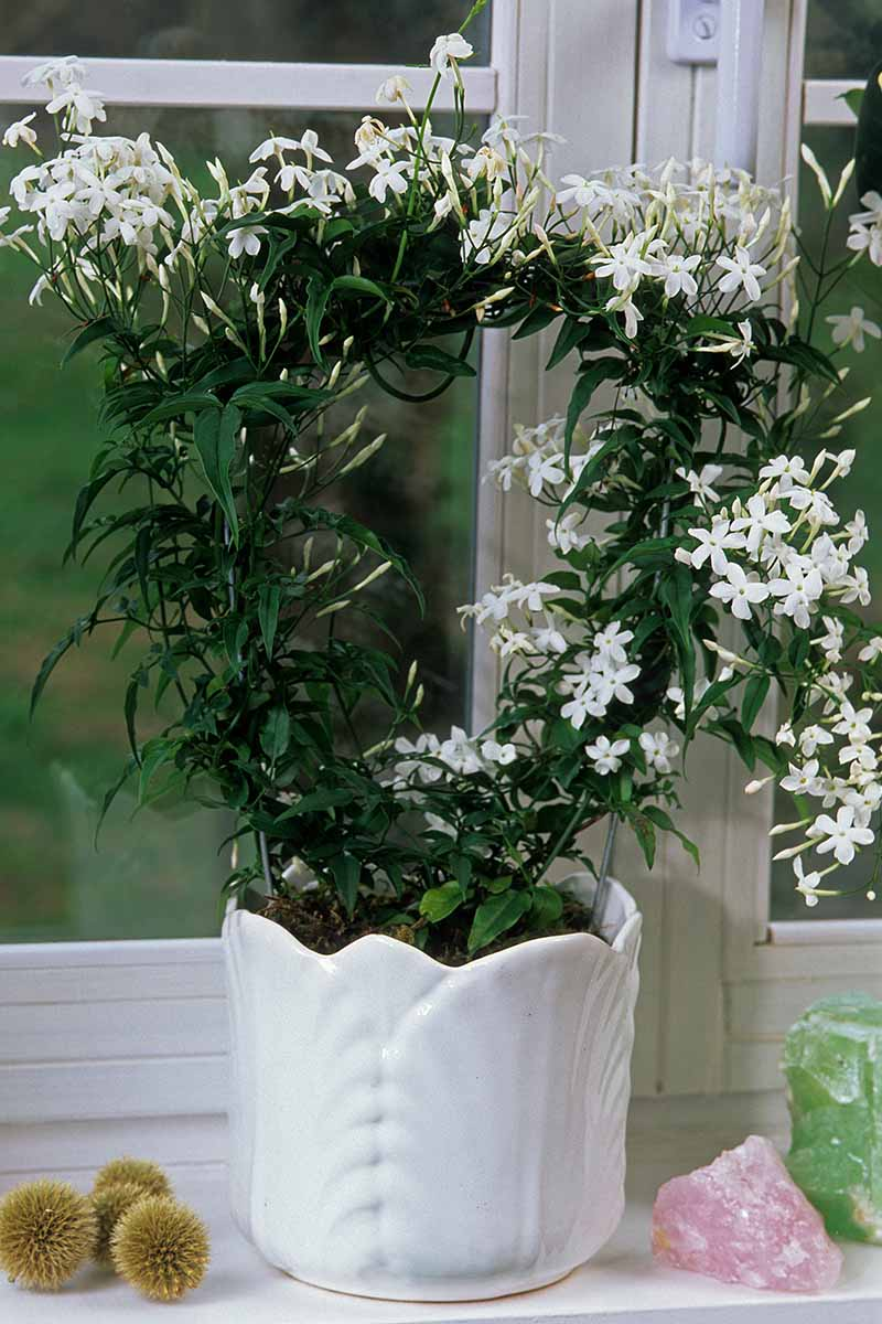 Maid of Orleans vs. Grand Duke of Tuscany: Which Arabian Jasmine Cultivar Belongs on Your Windowsill?