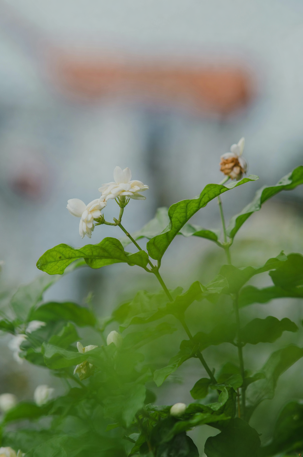 Arabian jasmine Maid of Orleans close-up