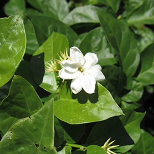 Arabian jasmine Belle of India trellis