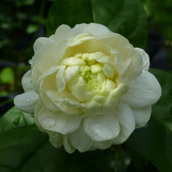 Arabian jasmine Grand Duke rosette close-up