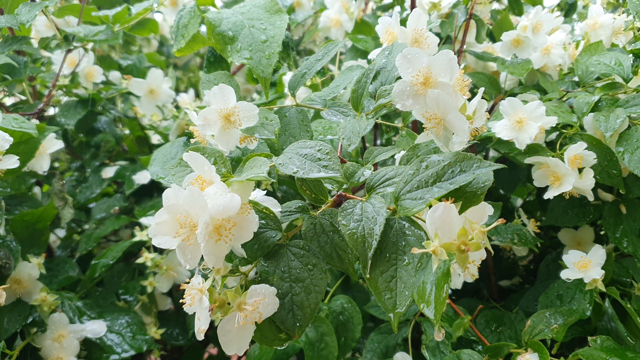 jasmine leaves washing water spray