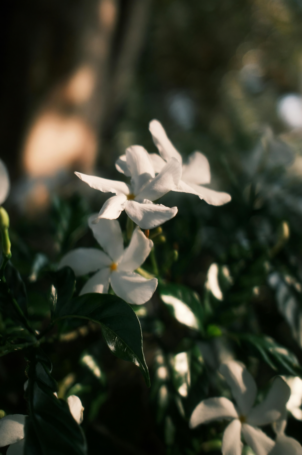 怕冷的香魂怎么过冬？茉莉保温、控水与搬家清单