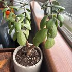 jasmine leaves washed under faucet