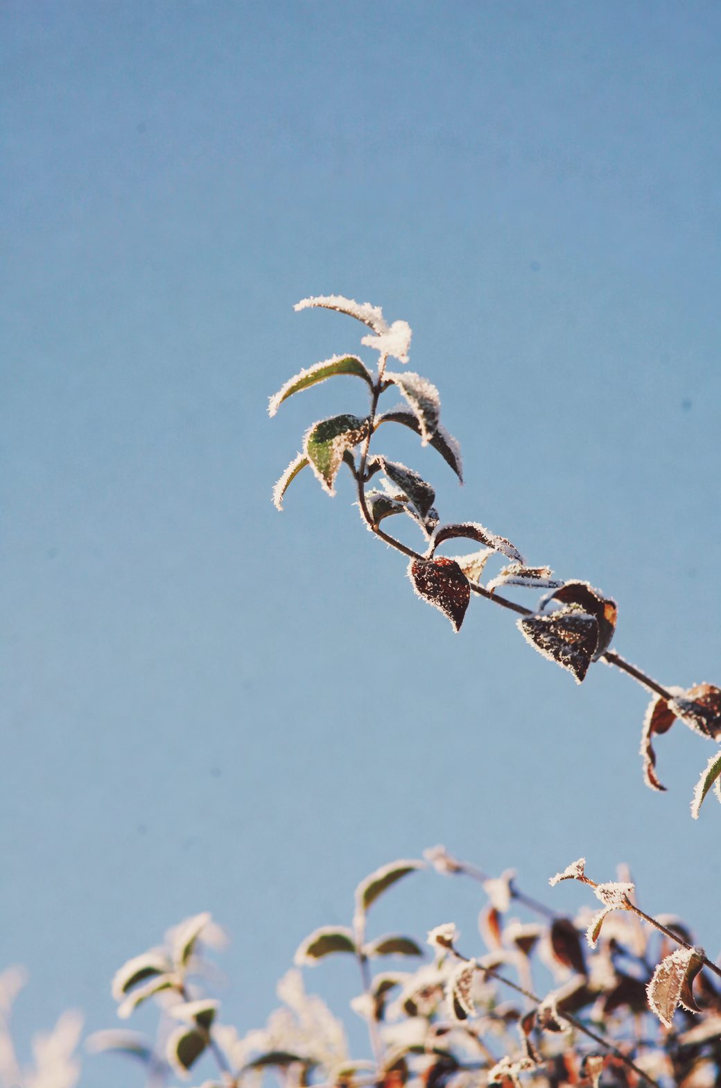 jasmine frost damage leaf close-up