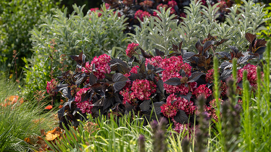 bigleaf hydrangea watering at soil line