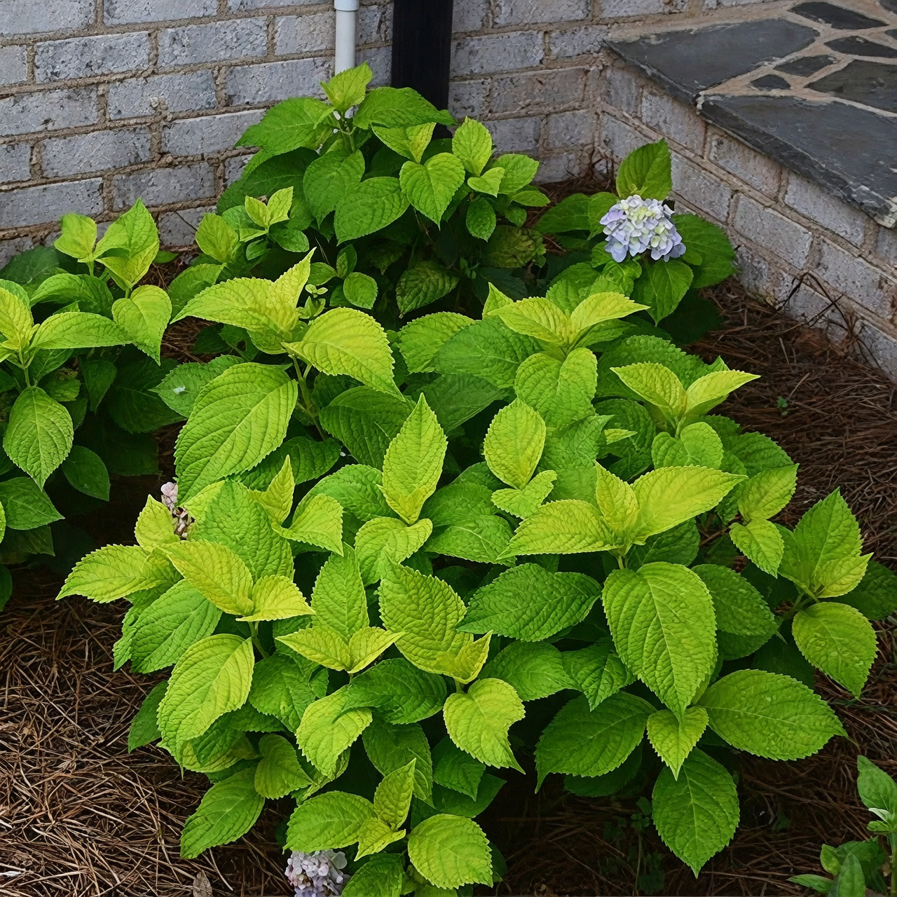 bigleaf hydrangea mulch around base