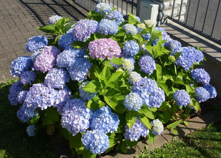 bigleaf hydrangea shade cloth afternoon