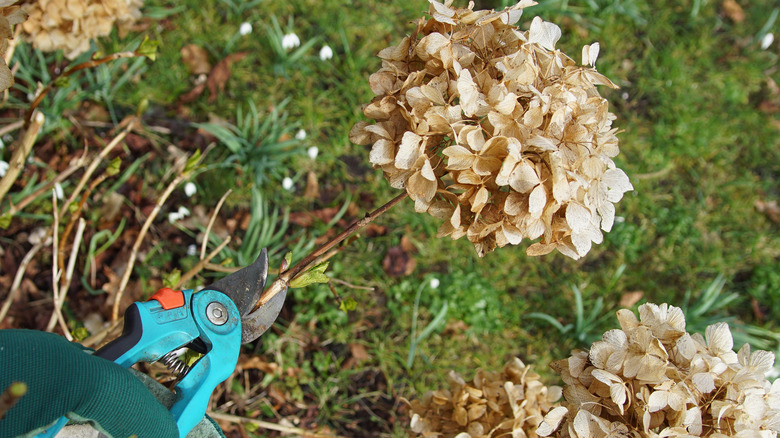 bigleaf hydrangea deadheading shears