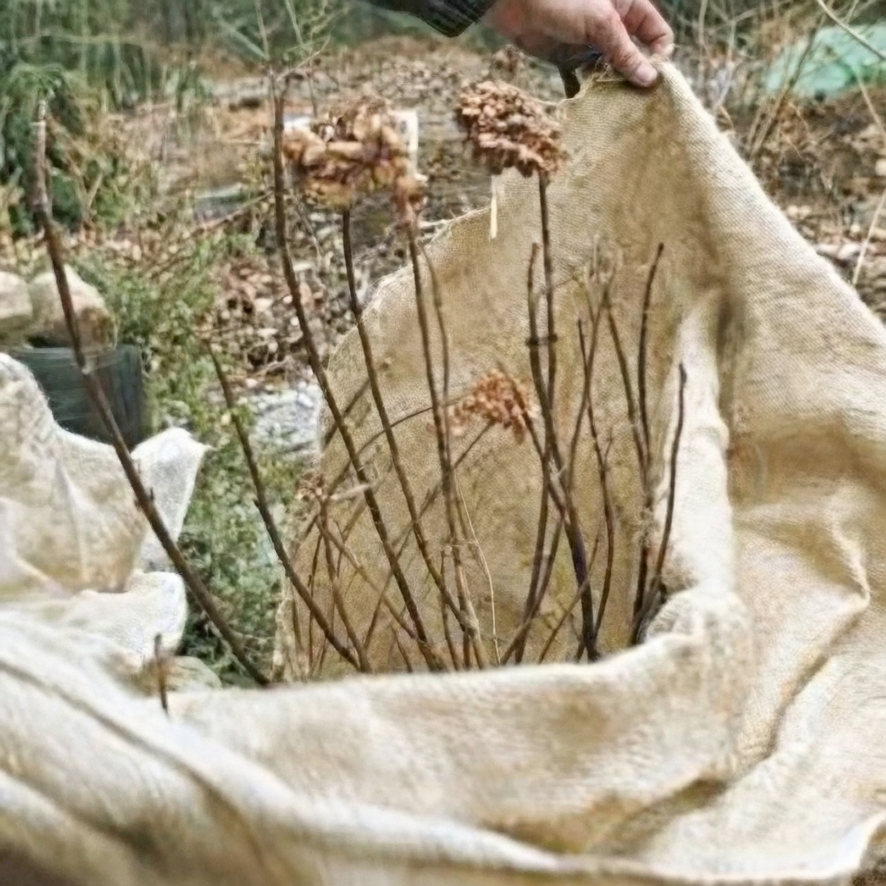 hydrangea macrophylla winter burlap protection