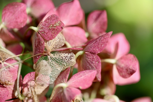 bigleaf hydrangea container overwintering garage