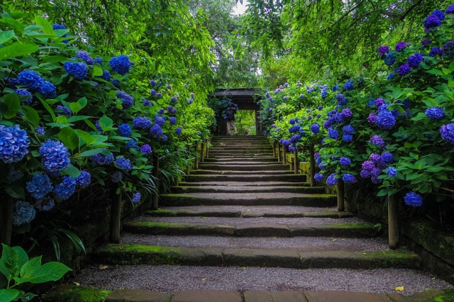 hydrangea Japanese shrine rainy season