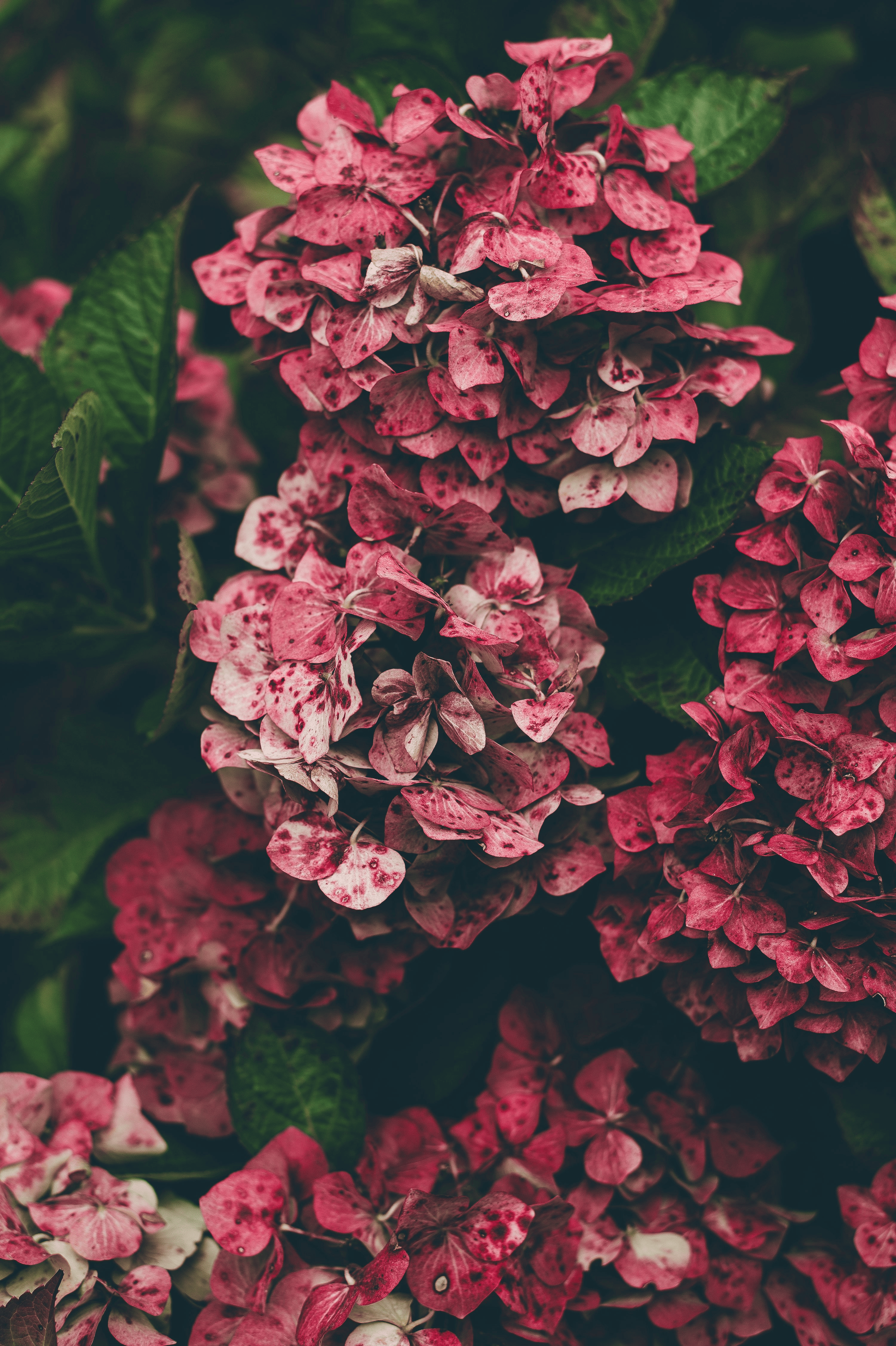 hydrangea mophead and lacecap close-up
