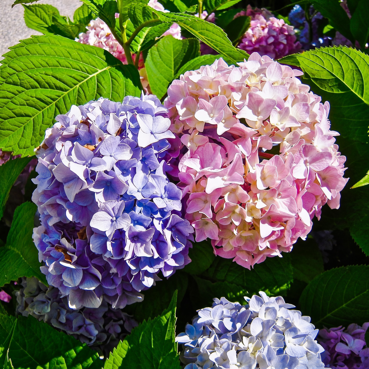 hydrangea blue and pink side by side