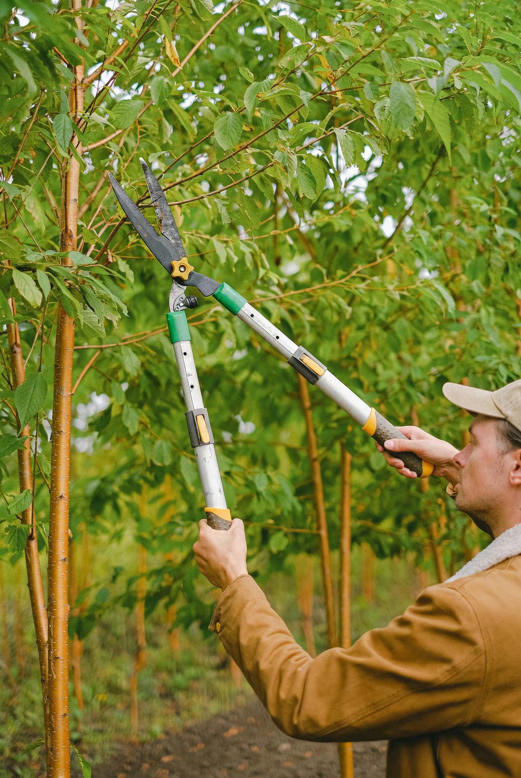 hydrangea pruning old wood secateurs