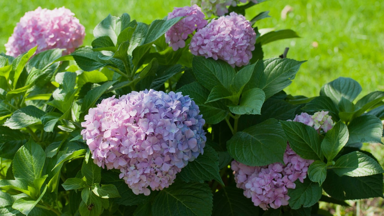 Your Month‑by‑Month Hydrangea Playbook: Exactly What to Do from Winter to Fall