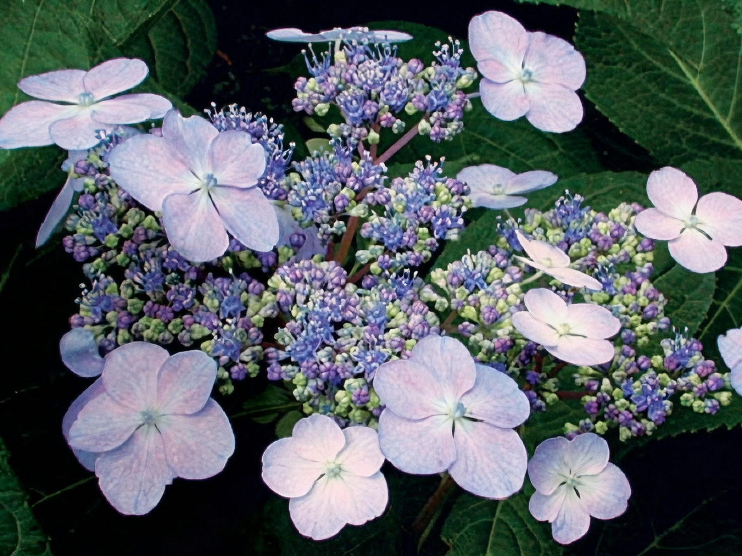 bigleaf hydrangea pruning dead tips
