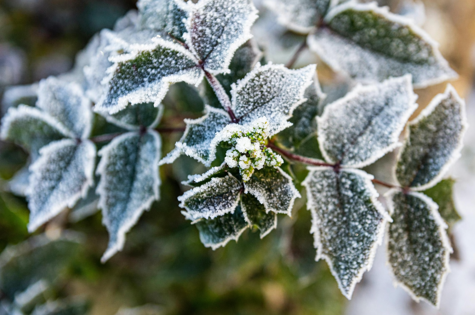 hydrangea frost cloth bud protection