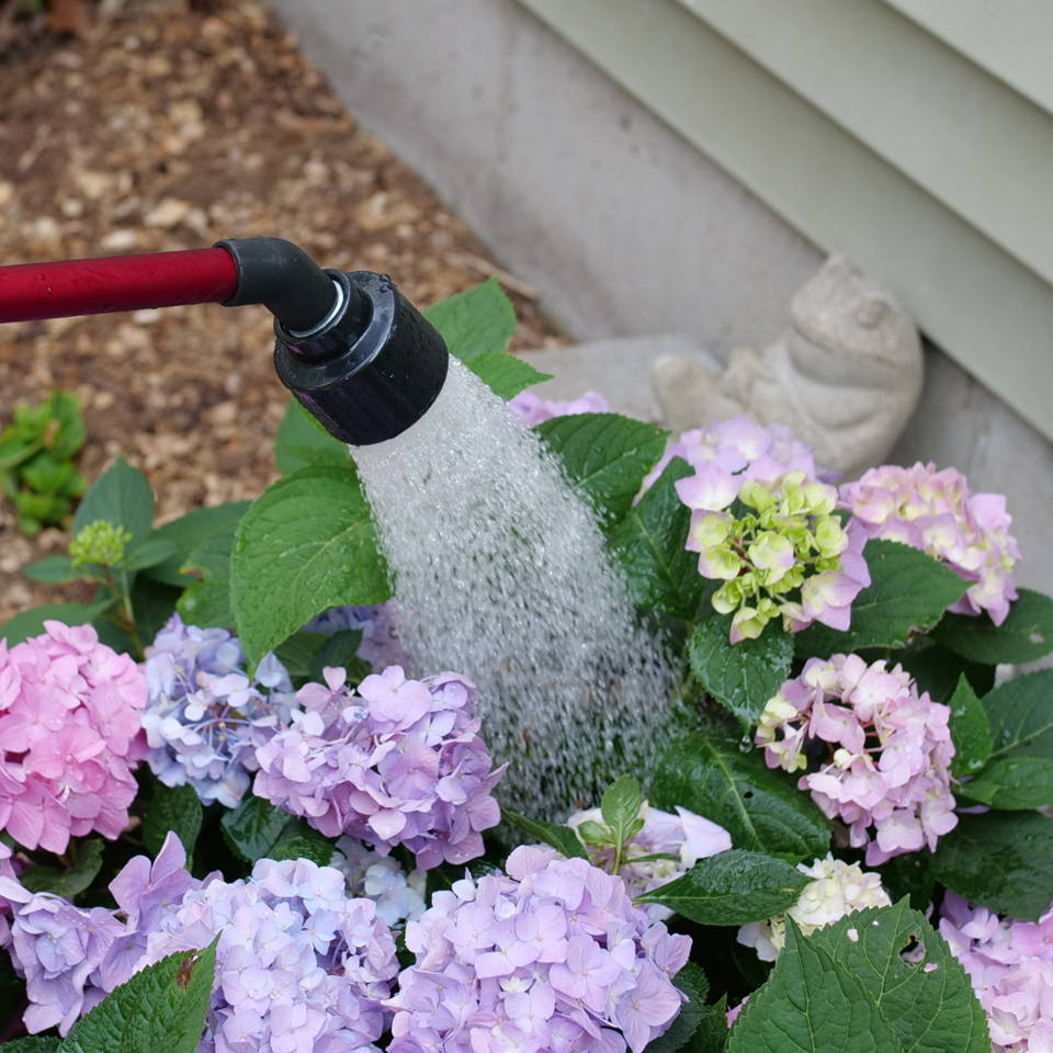 hydrangea deep watering mulch base