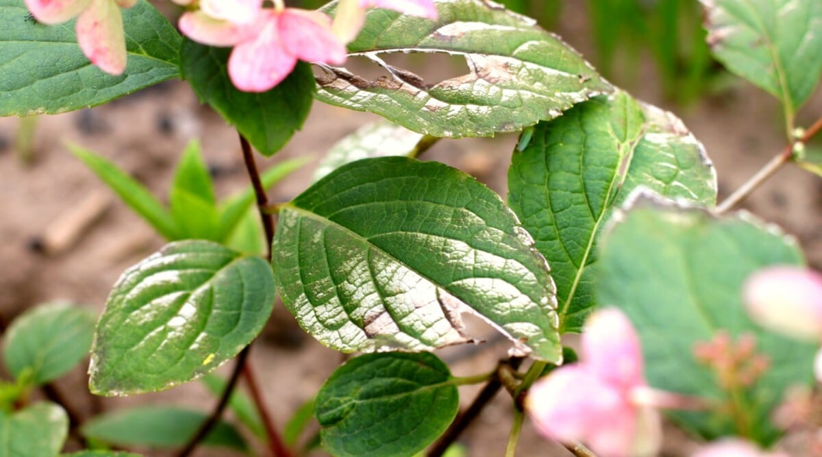 japanese beetles on hydrangea leaves