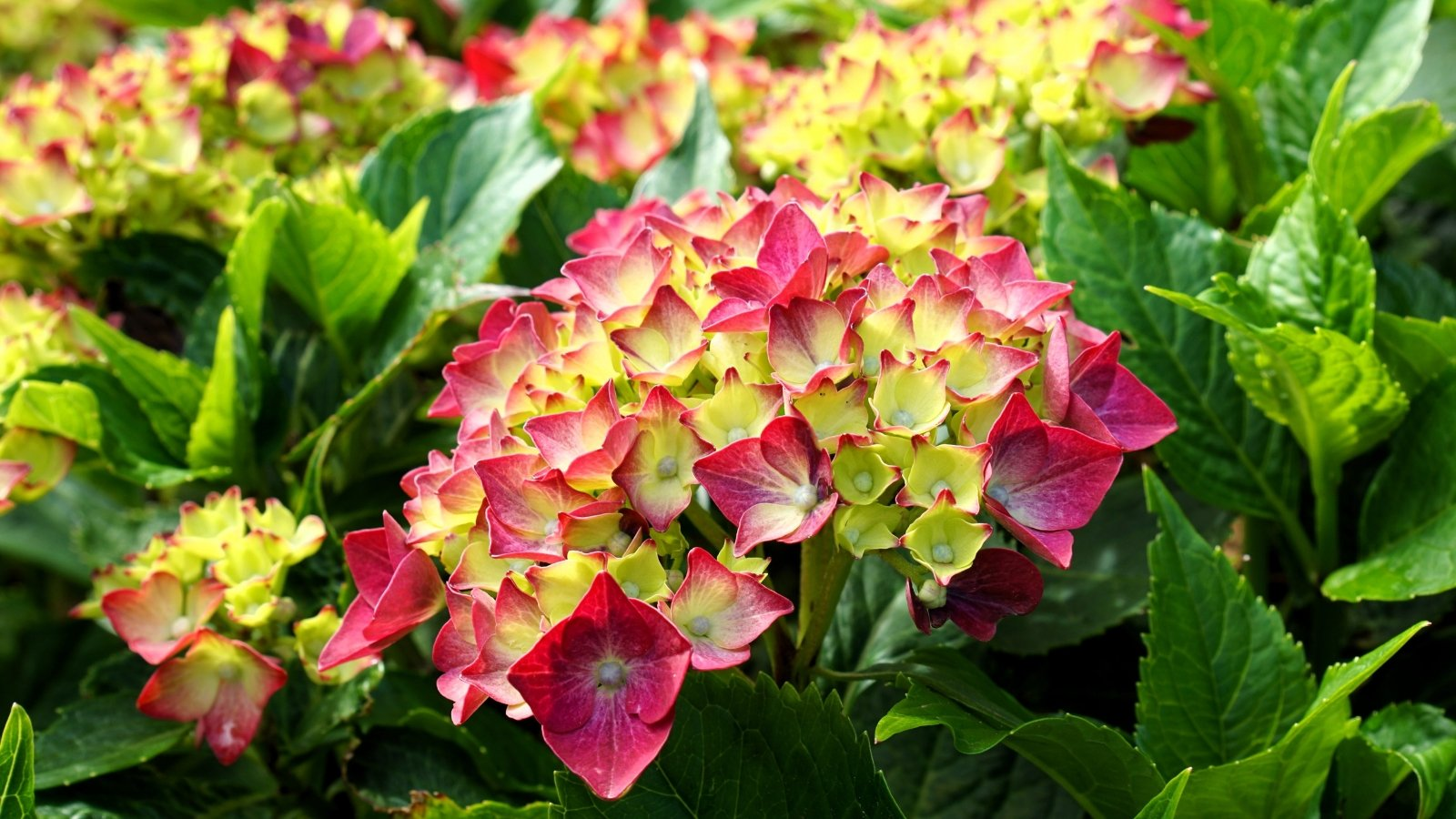 Dried to Divine: Harvest, Dry, and Style Hydrangea Heads for Year‑Round Décor