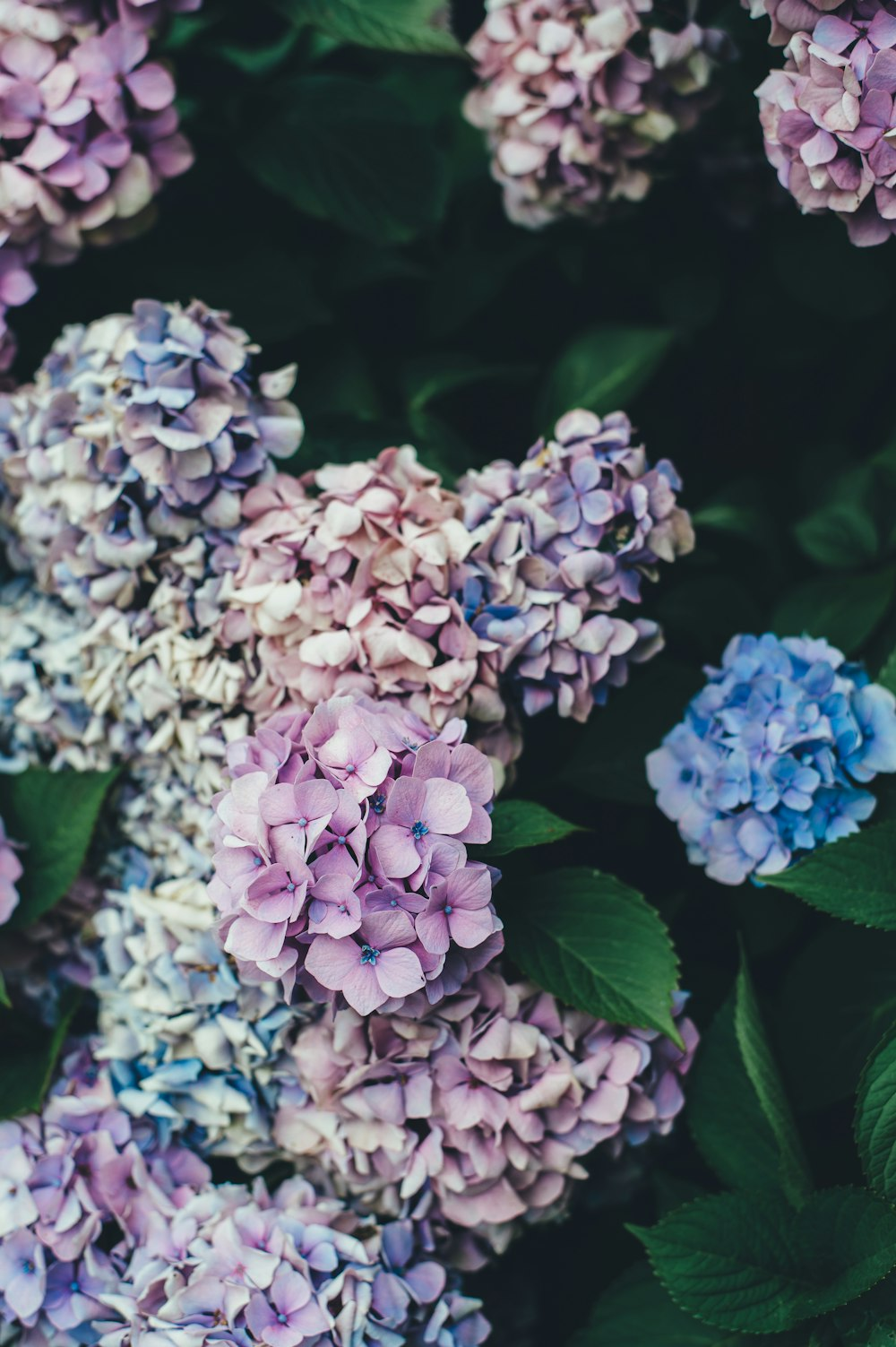 hydrangea macrophylla blue and pink