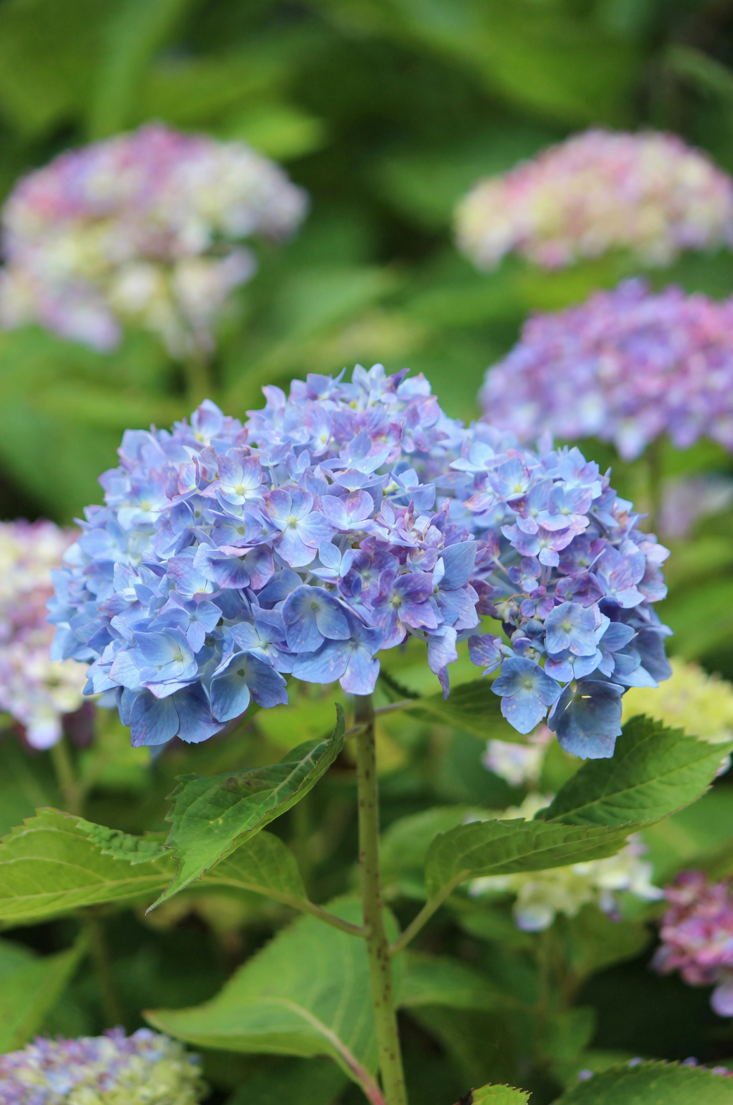 hydrangea old wood buds close-up