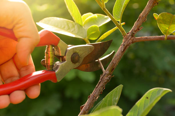 hydrangea pruning node close-up scissors