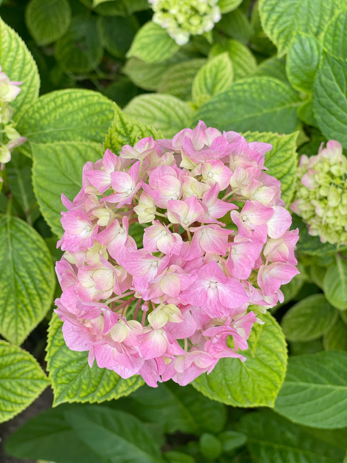 endless summer hydrangea pruning