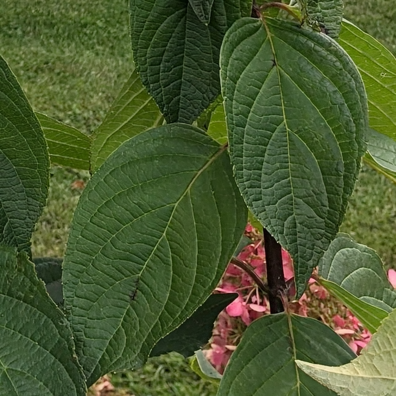 hydrangea new buds spring close-up