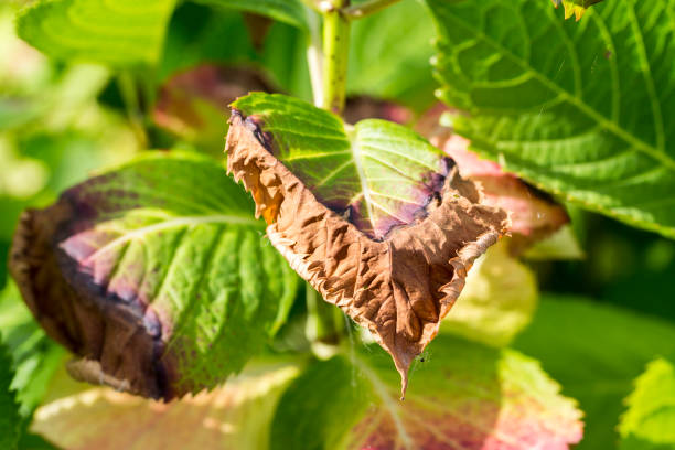 hydrangea buds frost damage close-up