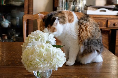 hydrangea cat sniffing indoor