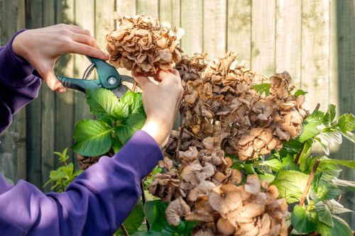 hydrangea pruning shears hands