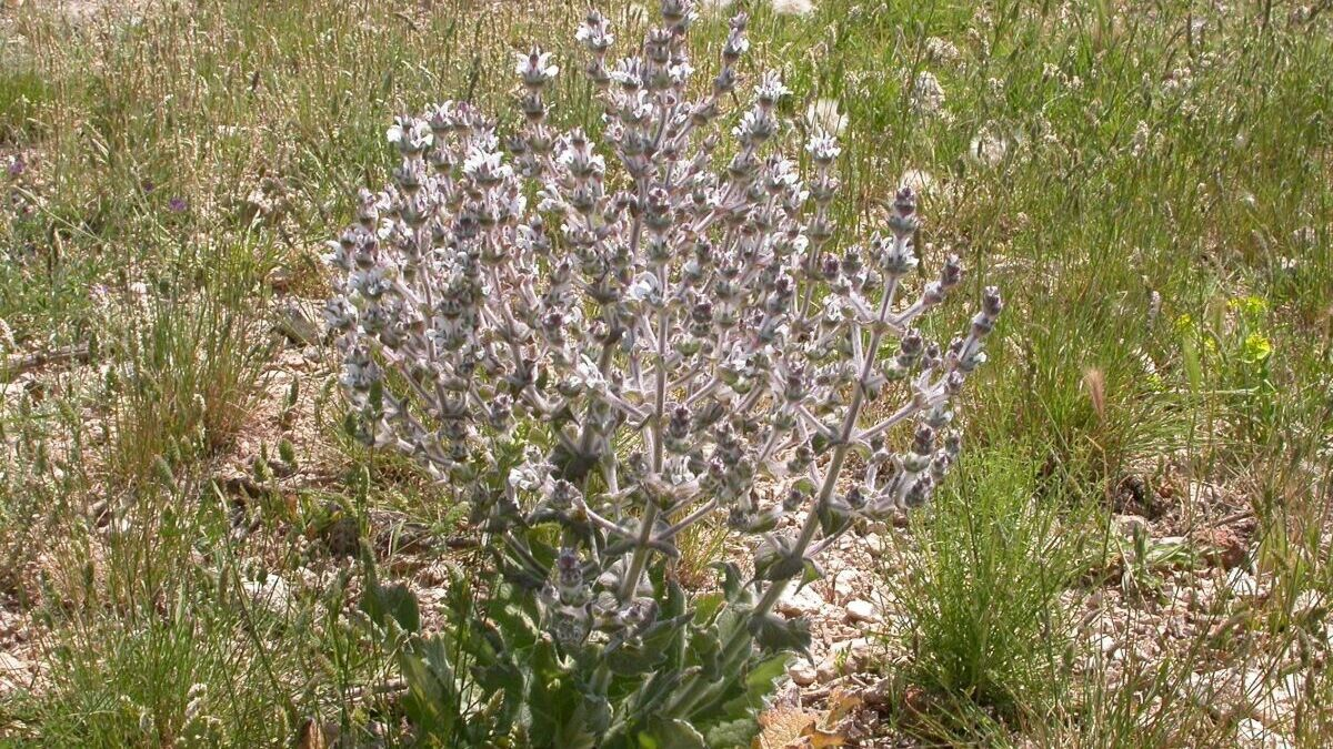 sage on Mediterranean limestone slope