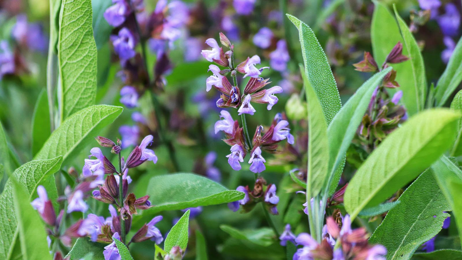 sage flowers garden close-up