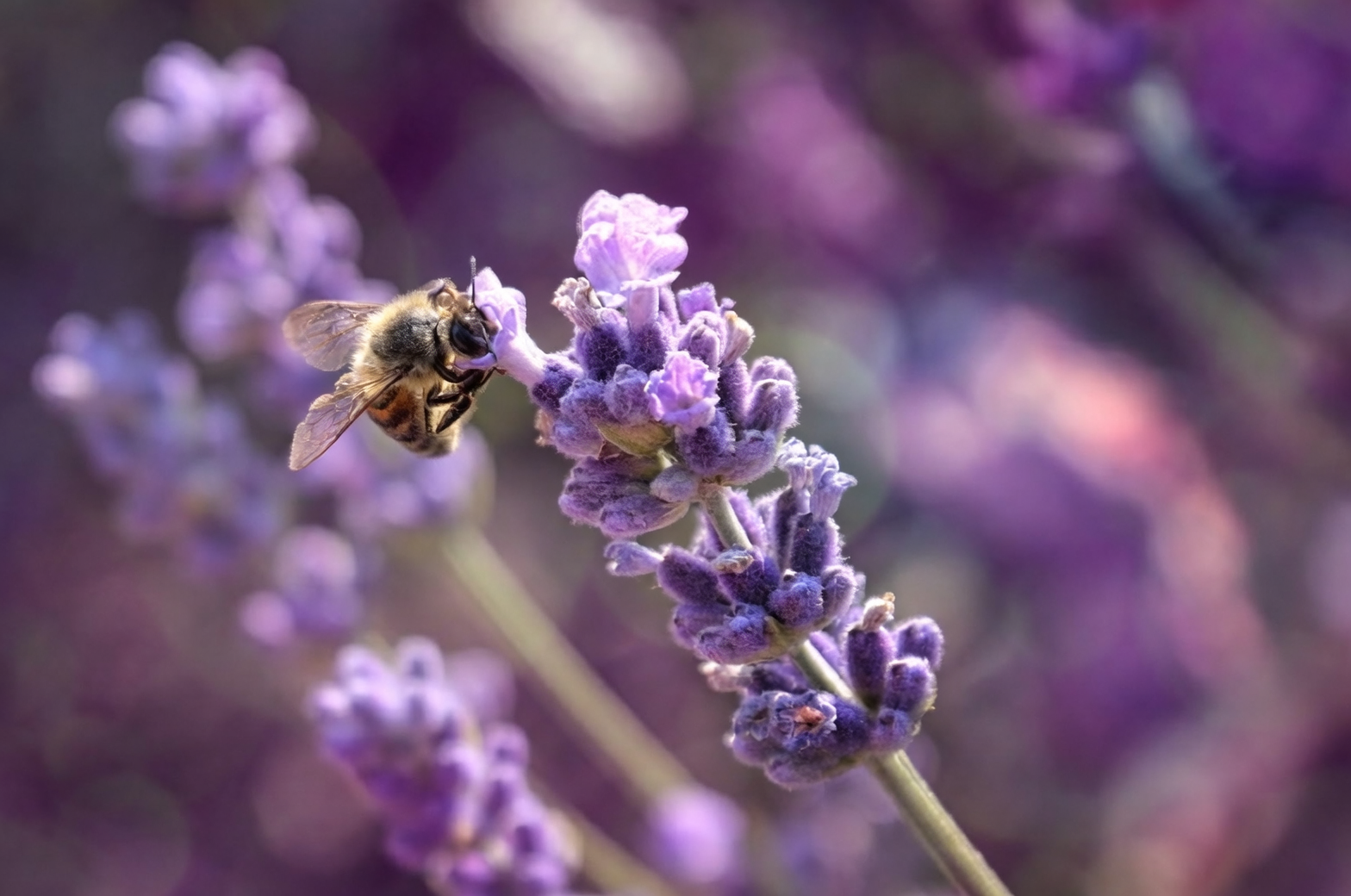 garden sage flowers with bee