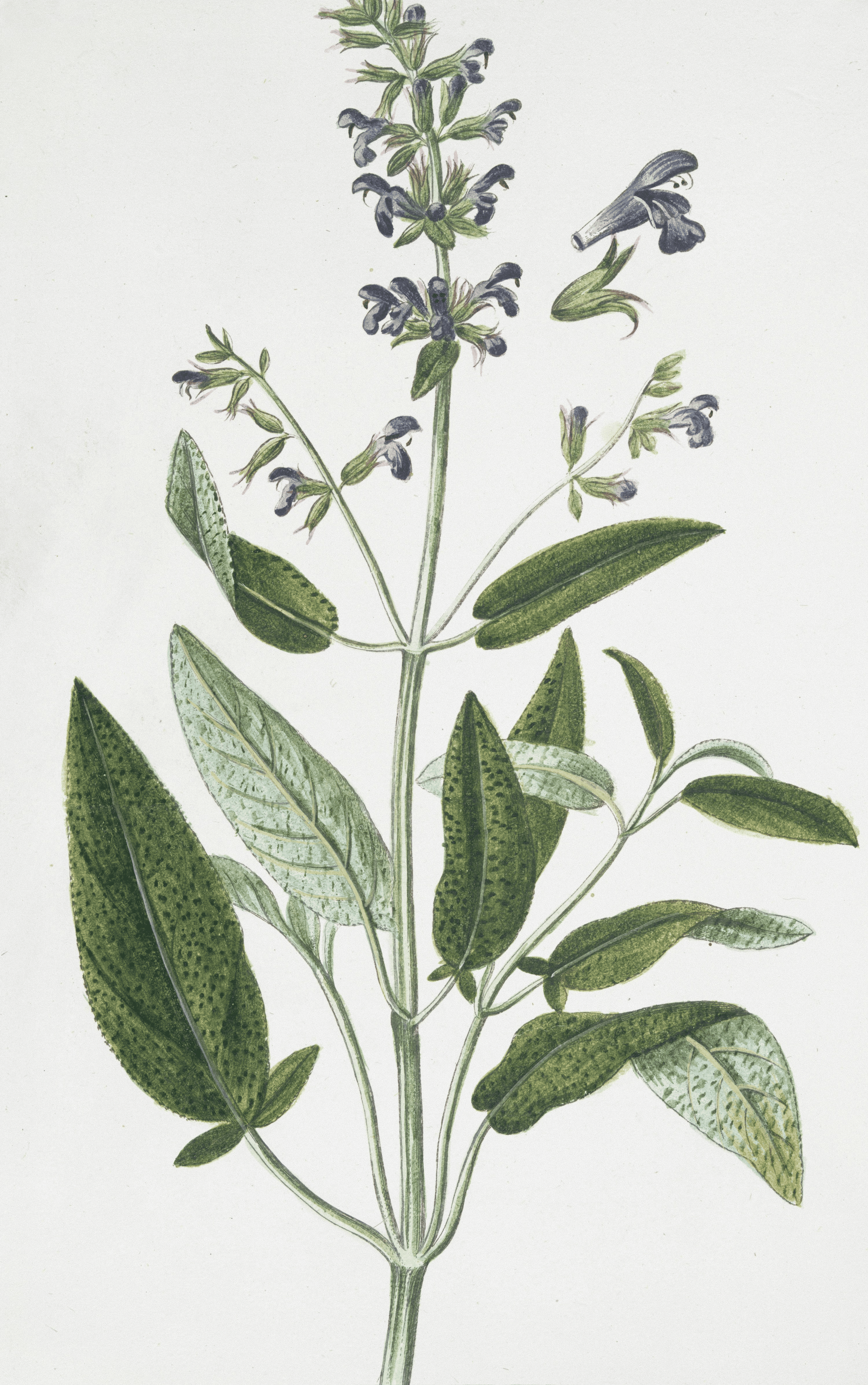 salvia officinalis vintage botanical illustration