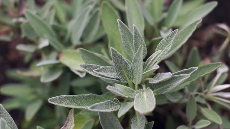 South-Facing Window Challenge: Can You Really Grow Sage Indoors Year-Round?