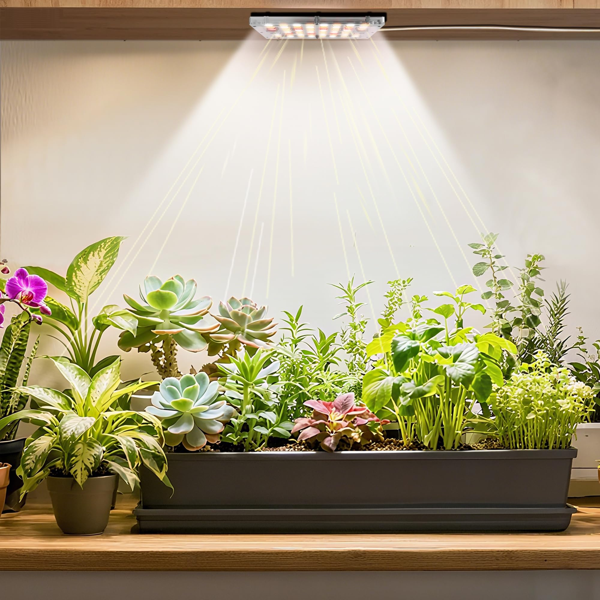 sage under LED grow light