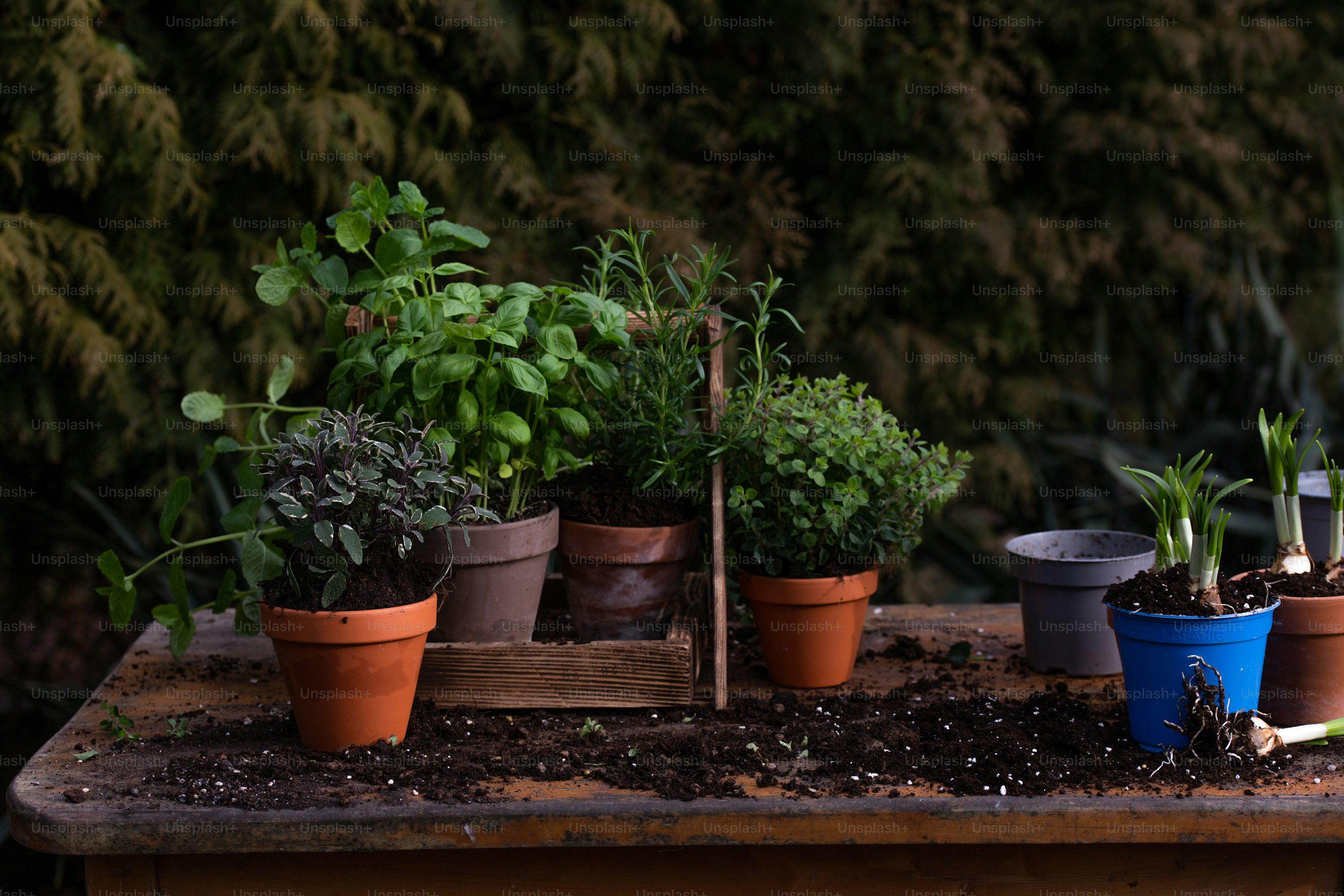 watering sage with drainage saucer
