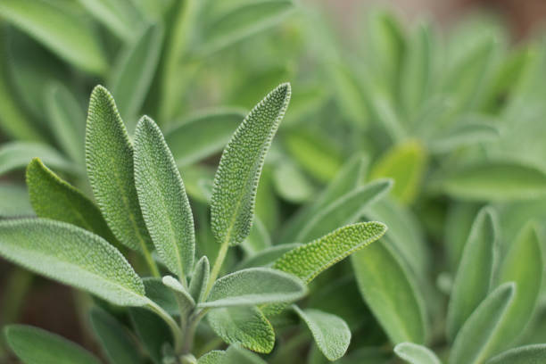 sage woody stem nodes close-up