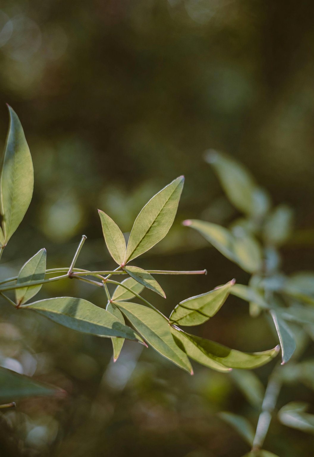 sage cutting above leaf node