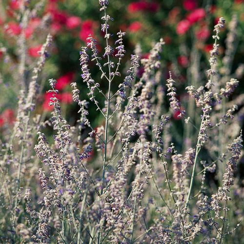 sage deadheading spent flower spikes
